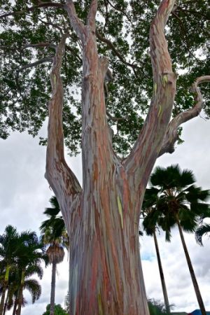 Blahovičník oloupaný - duhový, eukalyptus (Eucalyptus deglupta) - 240 - 270 cm (+20 cm bal)