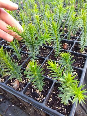 Blahočet čilský (Araucaria araucana) - sazenice 10 - 15 cm 