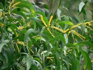 Akácie ouškatá  (Acacia auriculiformis) - 20 - 40 cm (+ 10 cm bal)