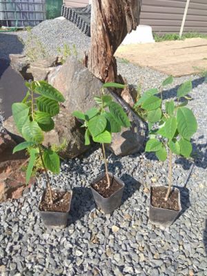 Anona ostnitá - láhevník, čerimoja (Annona cherimoya) - 30 - 40 cm (+10 cm bal)