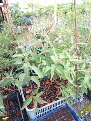 Blahovičník - eukalyptus citronový (Corymbia citriodora) - 40 cm (+10 cm bal)