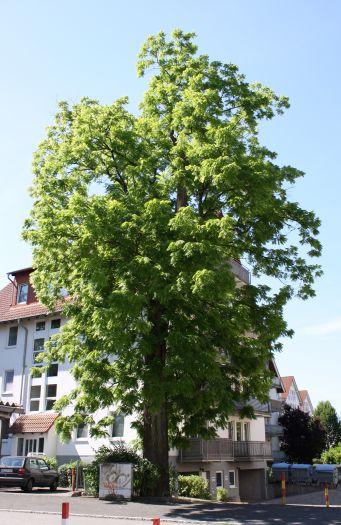 Ořešák černý (Juglans nigra) - 20 - 25 cm | Paulownia kirl, tomentosa ...