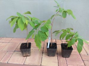 Anona ostnitá, láhevník, graviola (Annona muricata) - 30 cm (+10 cm bal)