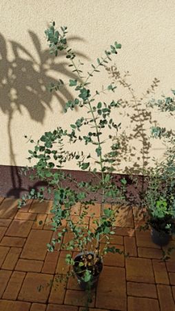 Blahovičník gunnův, eukalyptus (Eucalyptus gunnii) - 40 cm