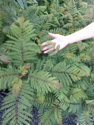 Žakaranda mimózolistá (Jacaranda mimosifolia) - 35 - 40 cm (+10 cm bal ...