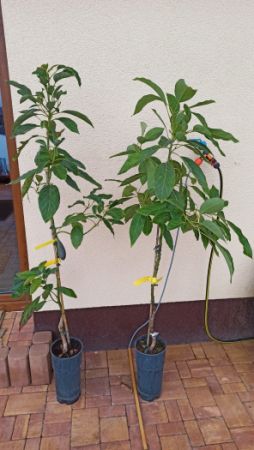 Avokádo Hass (Persea americana Hass) - 1,10 m 